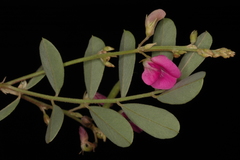 Tephrosia purpurea